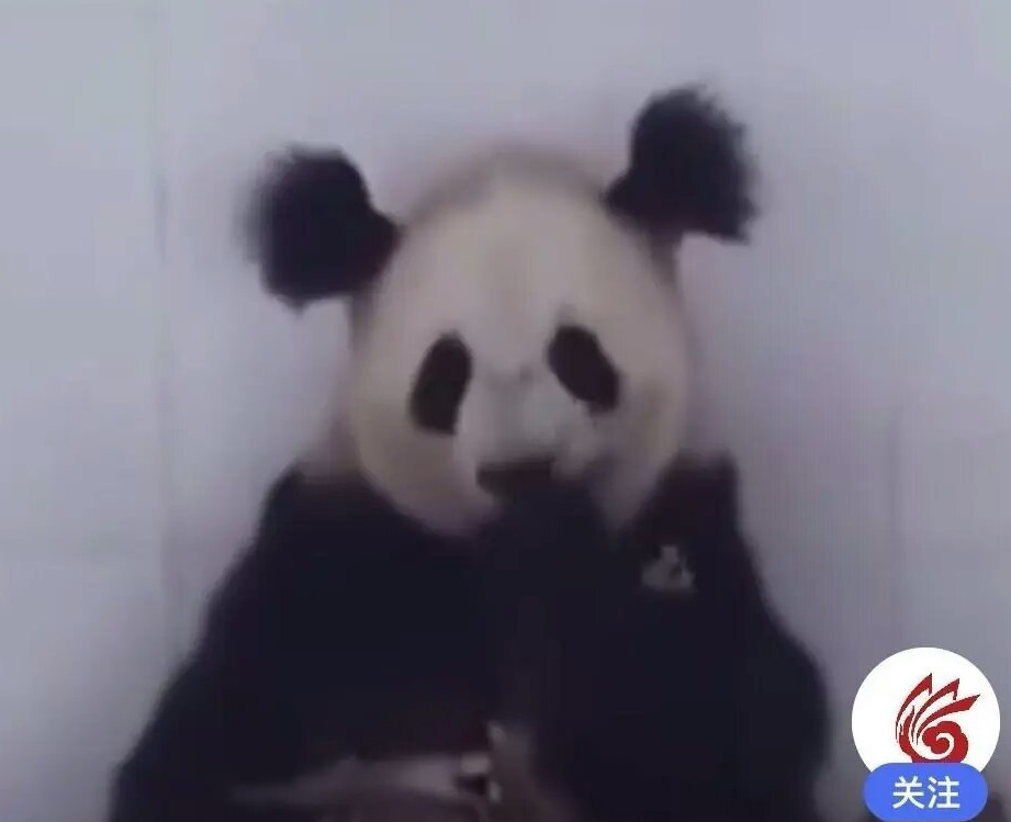 梳了两条丸子头?成都一川陕混血大熊猫因长相潦草走红
