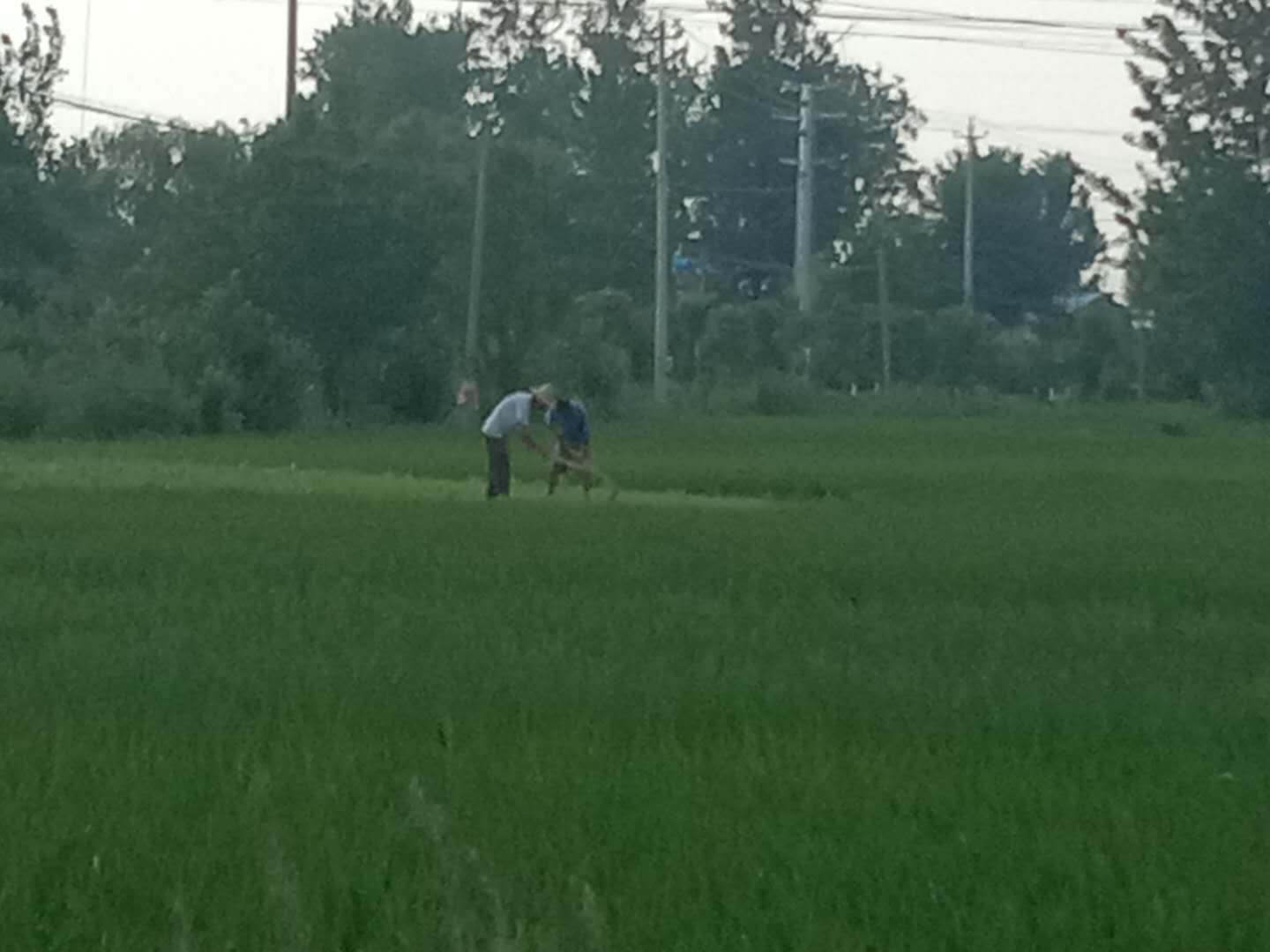 调研报告(付彤)