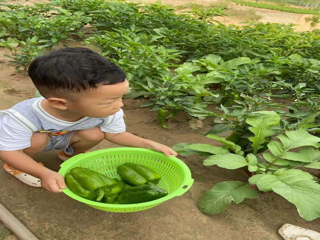 调研报告(孙思雨)