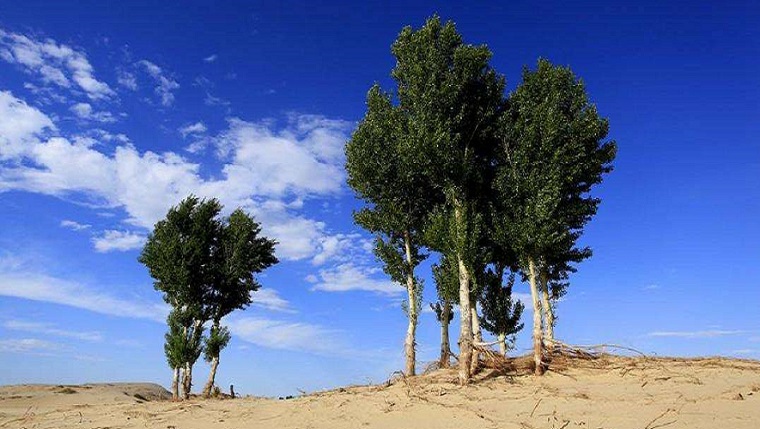 白杨礼赞原文普通话朗读 白杨礼赞朗诵背景音乐